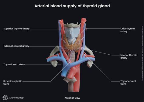 Thyroid Gland Encyclopedia Anatomyapp Learn Anatomy 3d Models