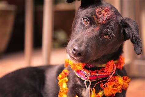 Kukur Tihar Nepal Day Of The Dog Celebration Nepal Festivals Events