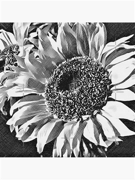 Sunflower Black And White Art Sticker For Sale By Quill Design