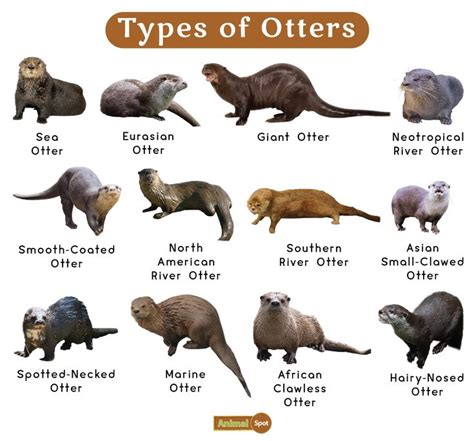 Different Types Of Otters Are Shown In This Chart With The Names And