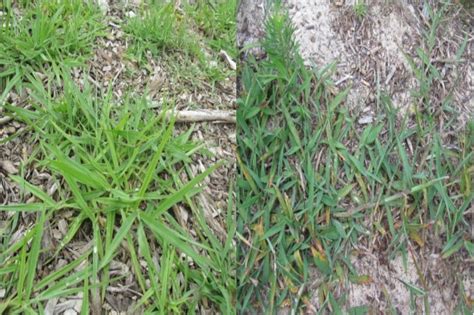 Dallisgrass Vs Crabgrass What Are The Primary Differences