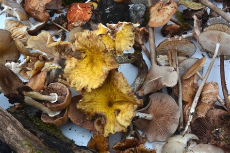 A Beginners Guide To Foraging For Wild Mushrooms Mother Earth News