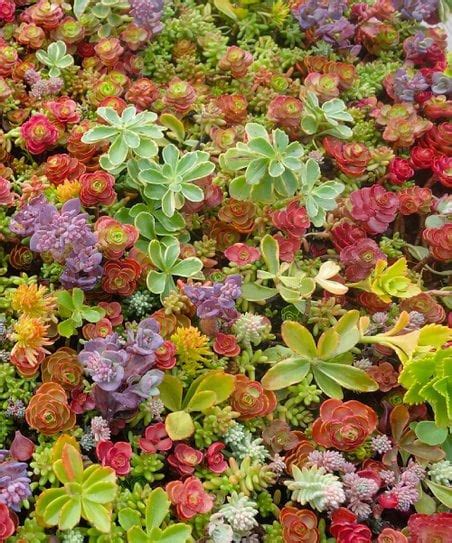 Cold Hardy Cuttings Ultimate Rainbow Ground Cover Stonecrop Sedum Pack