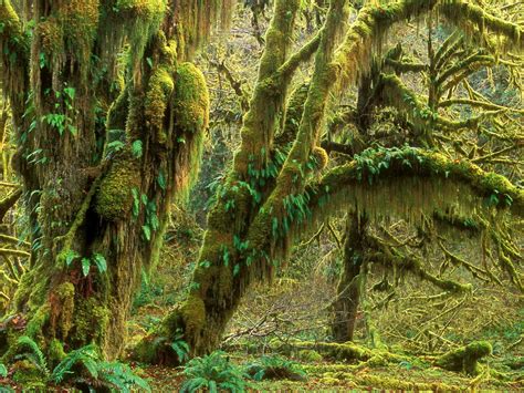 Find the reviews and ratings to know better. Quinault Rainforest - Forest in Olympic National Park ...