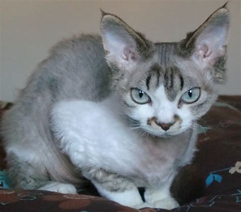 The Best Online Pets Info The Devon Rex Cat