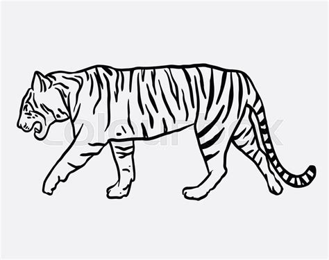 Tiger Wild Animal Vector Good Use For Symbol Logo Web Icon Mascot