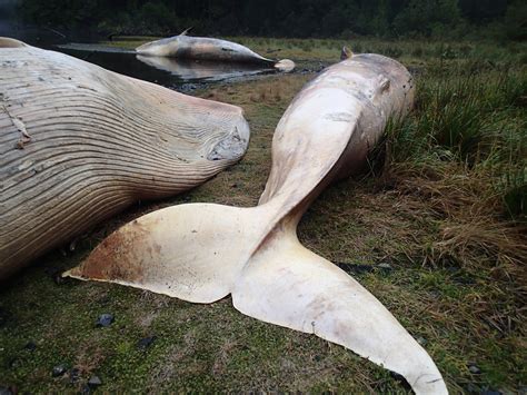 ‘apocalyptic Image More Than 330 Whales Found Dead In Largest Known