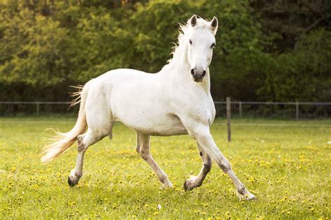 7 Interesting Facts About Lipizzaner Horses