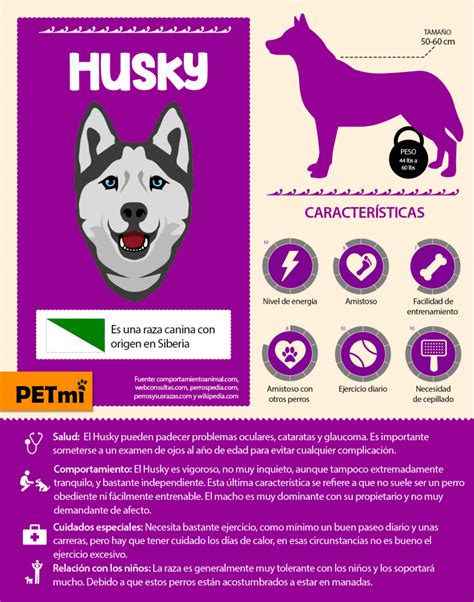 Raza De Perro Husky Siberiano Revista Petmi Para Amantes De Mascotas