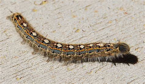 Caterpillar Identification Guide 40 Species With Photos And