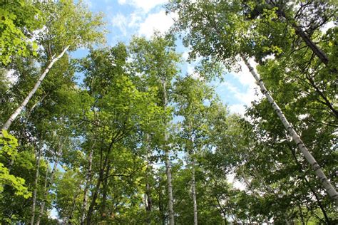 Looking Up Into The Canopy Of Birch Maple And Pine Trees In Wisconsin