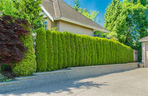 3 Ideas For Privacy Fences In The Pacific Northwest Urban Northwest