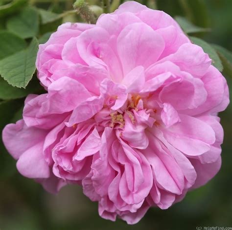 rose des quatre saisons ou autumn damask est très ancienne originaire d orient et sans doute