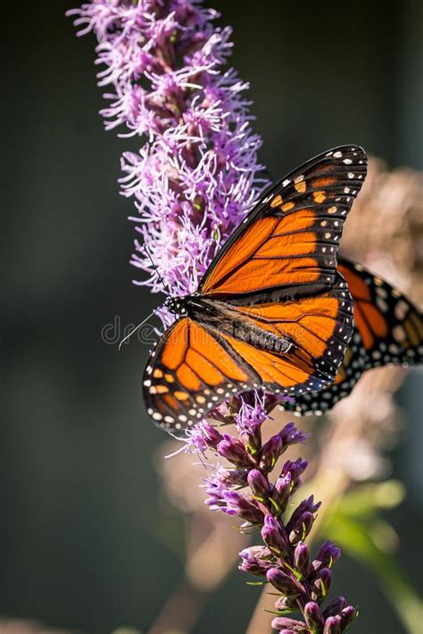 Beautiful Newly Emerged Monarch Butterfly Danaus Plexippus With Wings