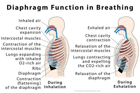 Diaphragm Definition Location Anatomy Function Diagram
