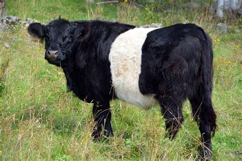 8 Fluffy Long Haired Cow Breeds An Overview With Pictures Pet Ke