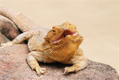 How To Clean Up Bearded Dragon Poop Reptile Craze
