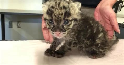 Pittsburgh Zoo Welcomes Clouded Leopard Cub Cbs Pittsburgh