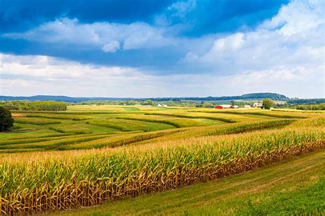 Royalty Free Iowa Cornfield Pictures Images And Stock Photos Istock