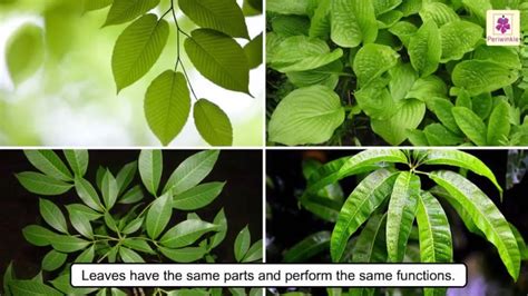 All About Plant Leaf Types Of Leaves Photosynthesis Science For