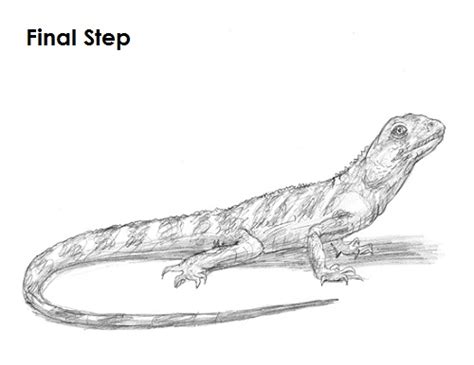 How To Draw A Lizard Chinese Water Dragon Video And Step By Step Pictures