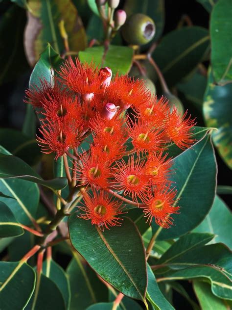 Red Gum Tree Flowers Photography