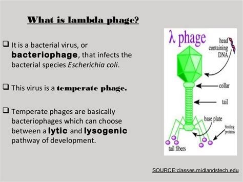 The diagram below at right shows a virus that attacks bacteria, known as the lambda bacteriophage, which measures roughly 200 nanometers. Lamda phage