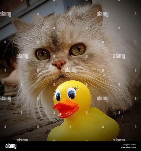 Cat And Duck Stock Photo Alamy