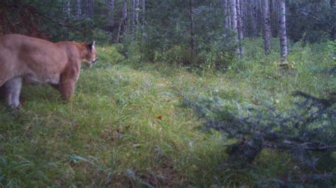 Cougar Sightings Creeping Up In Michigans Upper Peninsula Wpbn