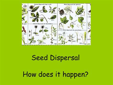 Ppt Seed Dispersal How Does It Happen Powerpoint Presentation Id