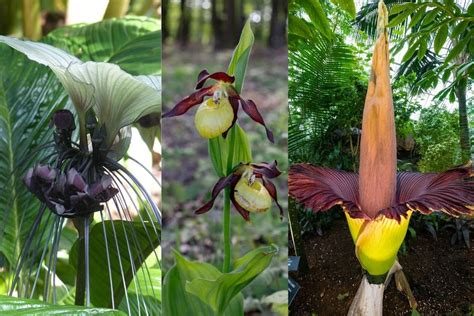 11 Incredible Exotic And Unusual Flowers You Should See Florgeous