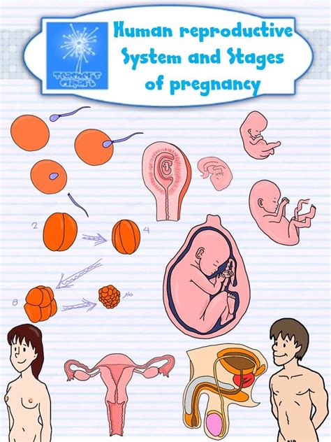 Human Reproductive System And Stages Of Pregnancy Clipart