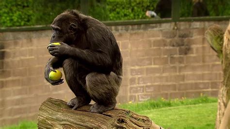 Chimp Learns To Trade Extraordinary Animals Bbc Earth