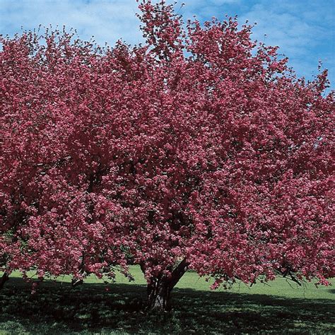 Malus Almey Flowering Crabapple Trees Sport Glistening Fiery Crimson