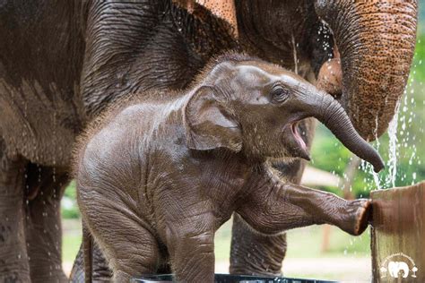 Baby Elephant Wan Mai Save Elephant Foundation