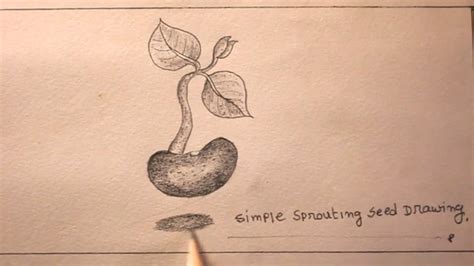 How To Draw Sprouted Seeds Easysimple Sprouted Seeds Drawing Youtube