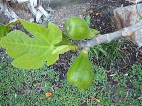 Fight back to keep the fruit out of the thieves' talons. How to protect your fig trees from birds, revolutionary ...