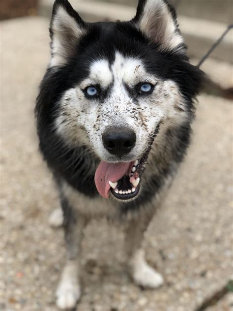 Dalmatian Mix With Husky