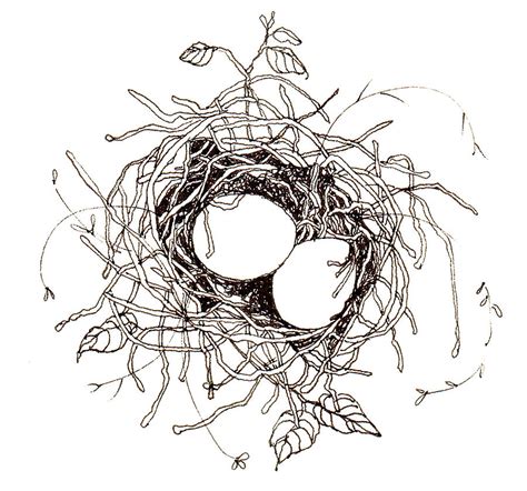 Moms Nest Drawing By Deborah Wetschensky Pixels