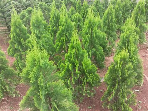 Hias is leading the response to the refugee crisis. Cantik Harga Tanaman Hias Cemara - Bunga Hias