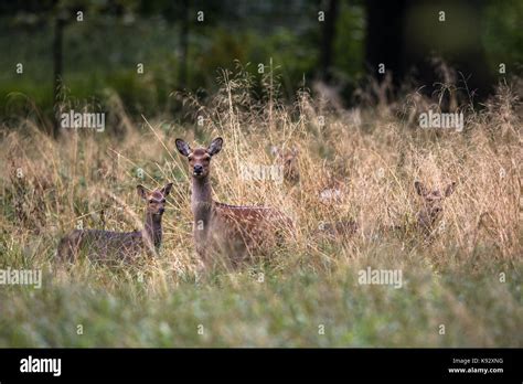 Female Sika Deer With Fawn In A Forest In Denmark Europe Stock Photo