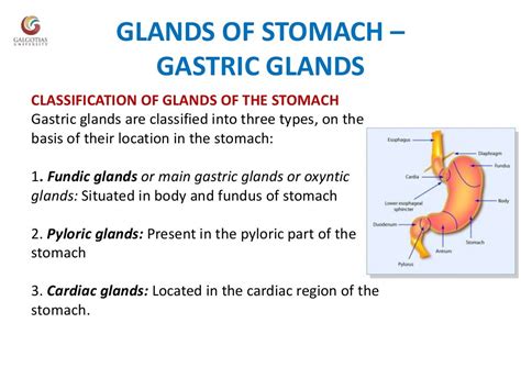 Functional Anatomy Of Stomach Functions Of Stomach And Glands Of Sto