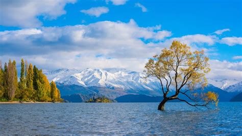 Wanaka Lake Willow Tree In Autumn Otago Region Of New Zealand