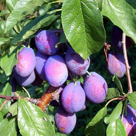 Check spelling or type a new query. Marjories Seedling Plum Tree | Buy Plum Trees Online