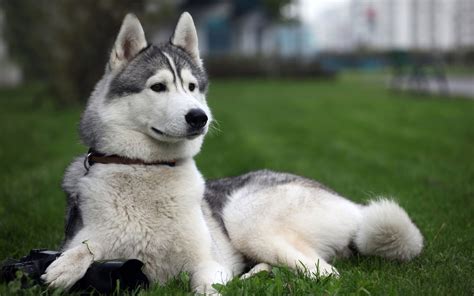 How To Look After A Siberian Husky Pets World