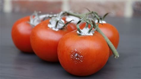 How To Know If Tomatoes Have Gone Bad
