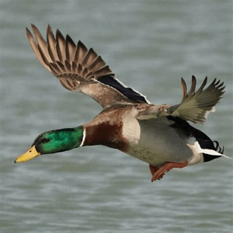 Wild Duck Hunting In Italy