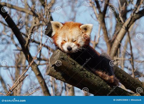 Closeup Of A Red Panda Lying On A Tree Branch Stock Photo Image Of