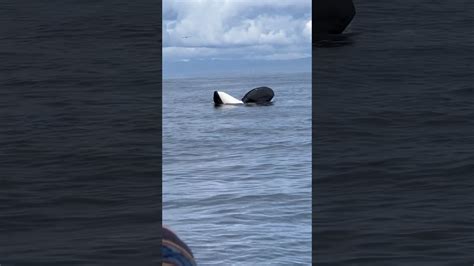 Killer Whale Spy Hopping Shorts Viral Viralshorts Wildlife Whale