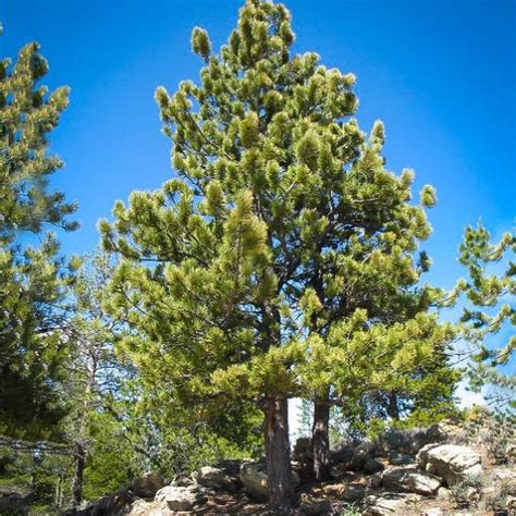 Ponderosa Pine Ponderosa Pine Drought Tolerant